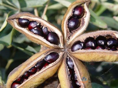 我国油用牡丹行业特点分析